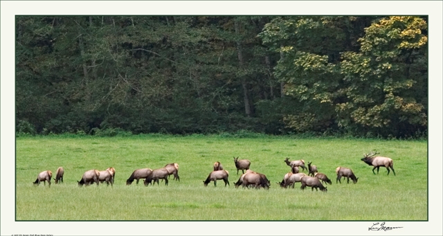 Elk at Hurn Field The Nooksack Elk Heard